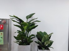 鼎和财产保险股份有限公司广东分公司绿化租摆及园林绿化养护项目案例