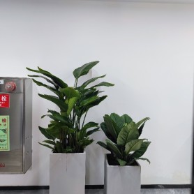 鼎和财产保险股份有限公司广东分公司绿化租摆及园林绿化养护项目案例