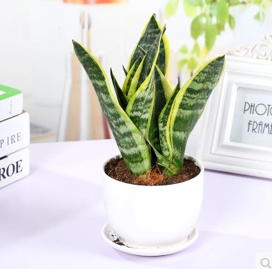 1638844922179365.jpg 虎皮兰-现代化2.jpg