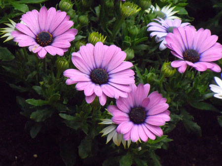 1657593946183180.jpg 1-160H91314330-L.jpg